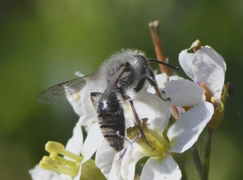 Andrena bicolorata